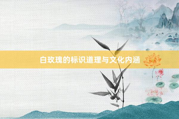 白玫瑰的标识道理与文化内涵